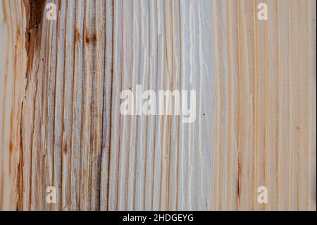 Fresco legno log texture sfondo. Abete europeo, Abies alba. Foto Stock