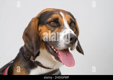 Beagle Foto Stock