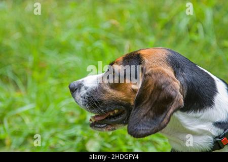 Beagle Foto Stock