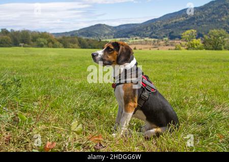 Beagle Foto Stock