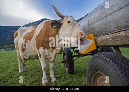 mucca, pietra di sale, mucche, pietre di sale Foto Stock