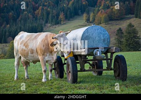 bovini da latte, latticini da latte Foto Stock