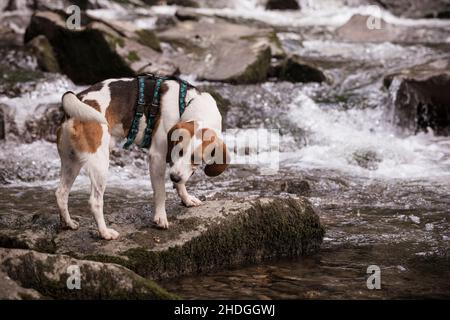 Beagle Foto Stock