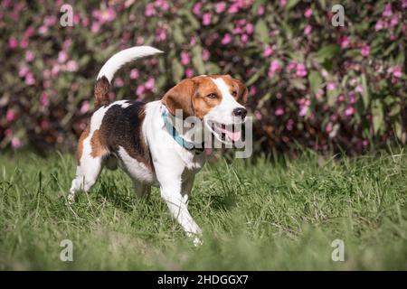 Beagle Foto Stock