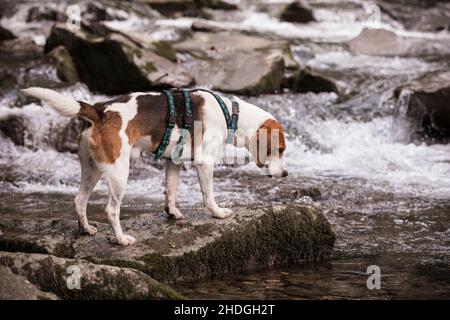 Beagle Foto Stock