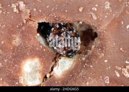 Beetle of Dermestidae specie Trogoderma anthrenoides, cioccolato e dolci Pest. Foto Stock