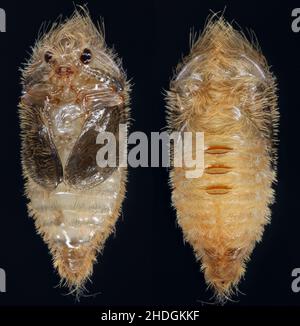 Pupa e larve di Dermestidae specie Trogoderma anthrenoides cioccolato e dolciumi Pest Foto Stock