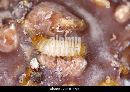 Larve di Dermestidae specie Trogoderma anthrenoides, cioccolato e dolci Pest. Foto Stock