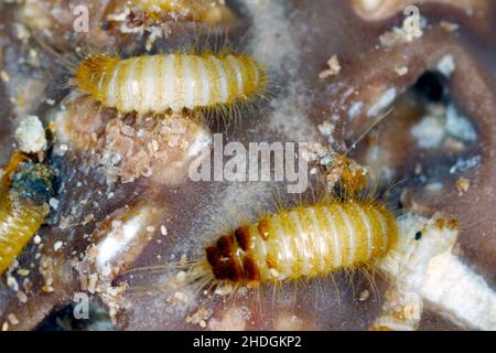 Larve di Dermestidae specie Trogoderma anthrenoides, cioccolato e dolci Pest. Foto Stock