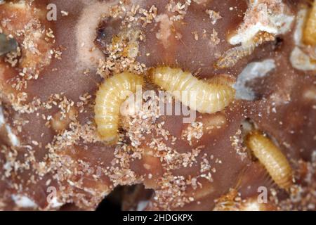 Larve di Dermestidae specie Trogoderma anthrenoides, cioccolato e dolci Pest. Foto Stock