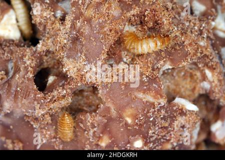 Larve di Dermestidae specie Trogoderma anthrenoides, cioccolato e dolci Pest. Foto Stock