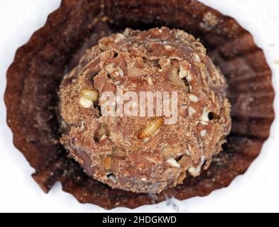 Dolcezza mangiata, distrutta da parassiti: Larve di Dermestidae specie Trogoderma anthrenoides cioccolato e dolci peste Foto Stock