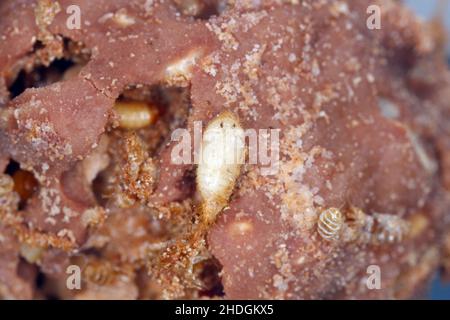 Pupa e larve di Dermestidae specie Trogoderma anthrenoides cioccolato e dolciumi Pest Foto Stock