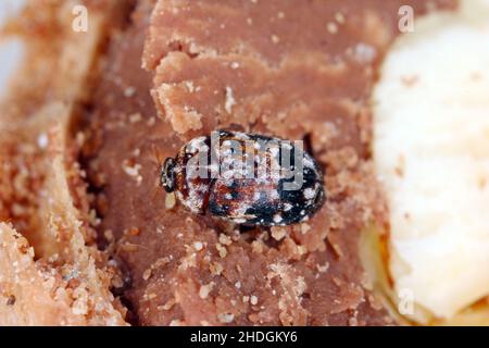 Beetle of Dermestidae specie Trogoderma anthrenoides, cioccolato e dolci Pest. Foto Stock