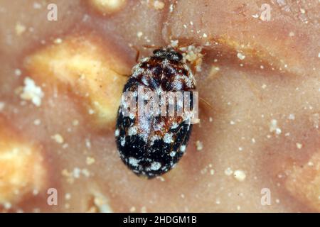 Beetle of Dermestidae specie Trogoderma anthrenoides, cioccolato e dolci Pest. Foto Stock