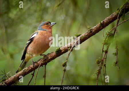 Uccello del chaffinch (Coelebs di Fringilla) che siede sul ramo nell'albero. Foto Stock