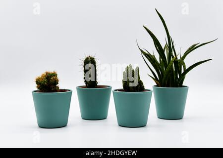 Quattro diversi tipi di cactus in pentole color pastello Foto Stock
