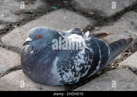 Primo piano di colomba livia domestica, detta anche colomba, piccioni di città, o piccioni di strada Foto Stock