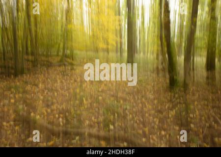 foresta, movimento, sfocato, foreste, legno, bosco, boschi, movimenti, sfocature Foto Stock