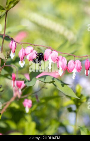 Un'ape di legno blu grande cerca polline su un fiore di cuore, Lamprocapnos spectabilis. Foto Stock