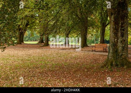 parco, autunno, panca, parchi, autunno, benchmark Foto Stock