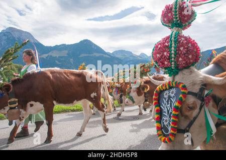 tradizione, mucca, almabtrieb, milkmaid, tradizioni, mucche, almabtriebs Foto Stock