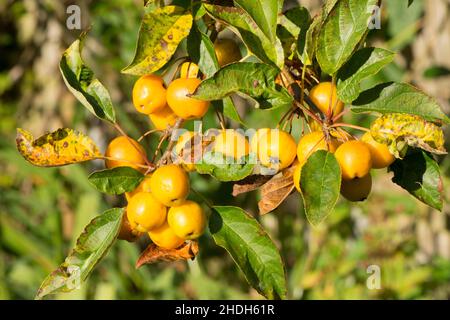 Malus x zumi, Golden Hornet, mela granchio, parte di branca di mele da frutta gialle, Foto Stock