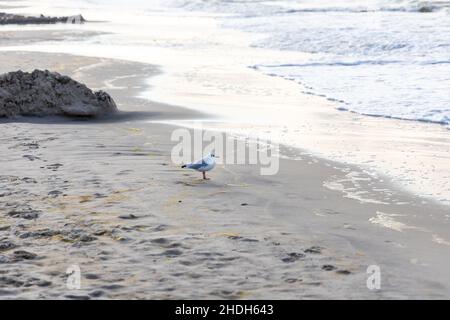 Un gabbiano sulla spiaggia del Mar Baltico alla ricerca di cibo Foto Stock