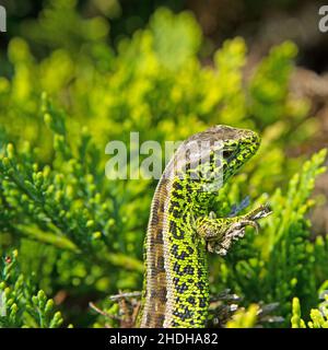 Lucertola di sabbia, Lacerta agilis, in un primo piano Foto Stock