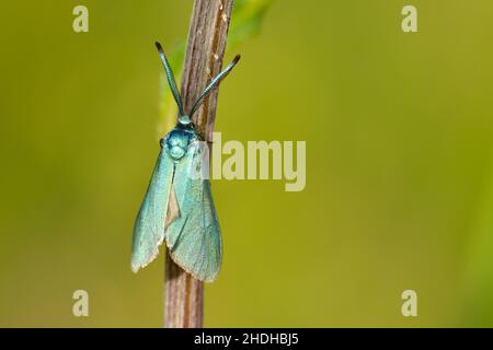 foresteria verde, adscita statices Foto Stock