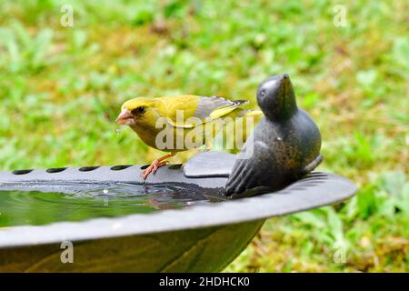 finch verde, finch verde Foto Stock