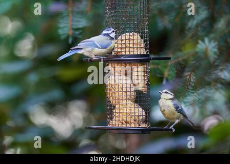 tomtit, seme di uccello, tomiti, semi di uccello Foto Stock