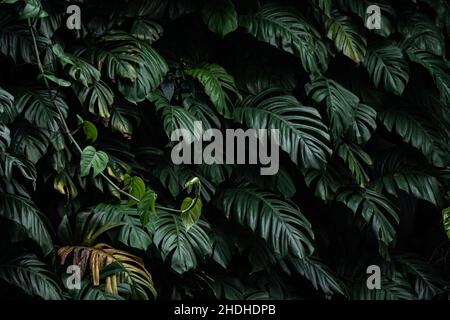 Gruppo di grandi foglie verdi, monstera deliciosa su foresta scura Foto Stock