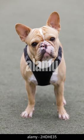 Frenchie femmina di 2 anni di età con naso splotchy farfalla con mix di pigmenti neri e rosa. Foto Stock