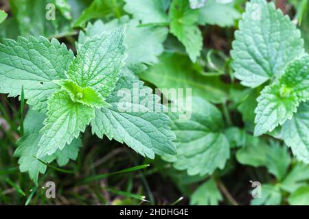 Foglie verdi dell'Urtica, ortiche o ortiche pungente, foto ravvicinata Foto Stock