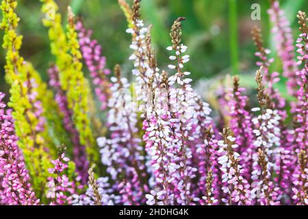 Fiori di erica colorati, foto macro. Calluna vulgaris, nota come erica comune, molva, o semplicemente erica, è la sola specie del genere Calluna in t. Foto Stock