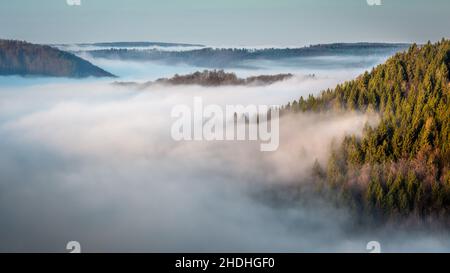 tramonto all'alba, foresta, nebbia, albe, foreste, legno, bosco, boschi, nebbie Foto Stock