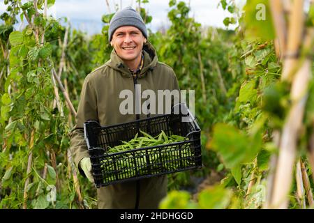 Uomo giardiniere con gabbia di fagioli di rene in piantagione Foto Stock