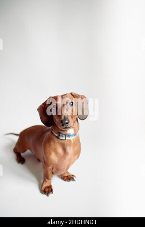 Il grazioso dachshund dai capelli corti purebred si erge su uno sfondo bianco. Dolce piccolo marrone wiener cane. Il cane purebred si erge su sfondo bianco. Foto Stock