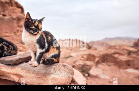 Piccolo gatto randagio poggiato su rocce rosse, paesaggio di montagna sfondo Foto Stock