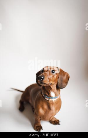 Il grazioso dachshund dai capelli corti purebred si erge su uno sfondo bianco. Dolce piccolo marrone wiener cane. Il cane purebred si erge su sfondo bianco. Foto Stock