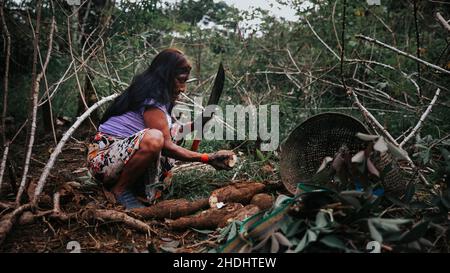Indigena Donna coltivazione yucca in Amazzonia Foresta pluviale Foto Stock
