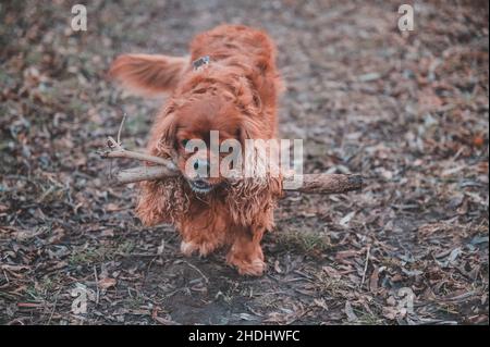 Cavalier King Charles Spaniel cane Foto Stock