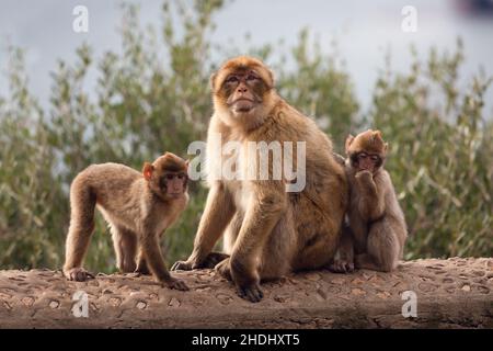 Gibilterra, Regno Unito - 10 dicembre 2021: Il macaco di Barbaria, chiamato anche la scimmia di Gibilterra, si trova in alcune zone delle montagne dell'Atlante di Foto Stock