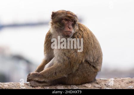 Gibilterra, Regno Unito - 10 dicembre 2021: Il macaco di Barbaria, chiamato anche la scimmia di Gibilterra, si trova in alcune zone delle montagne dell'Atlante di Foto Stock