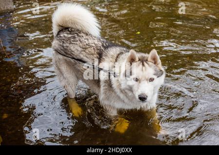 Husky siberiana che attraversa l'acqua. Foto Stock