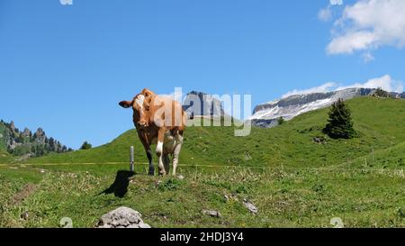 bovini, alpi svizzere, oberberghorn, lattine, bestiame, oberberghorns Foto Stock