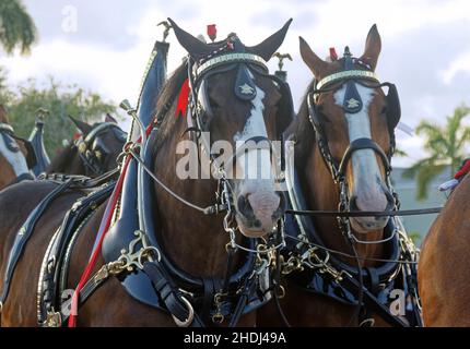 2 Clydesdales; primo piano, promozione birrificio Budweiser; Equus ferus caballus; colore baia; primo piano; virata decorativa ornata; cavalli da tiro; equino; grande Foto Stock