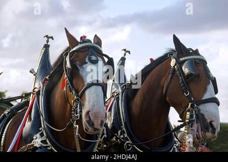 2 Clydesdales, primo piano, virata decorativa ornata, macinacaffè, grandi animali, Cavalli da tiro, colore baia, promozione birrificio Budweiser, Equus ferus caballus Foto Stock