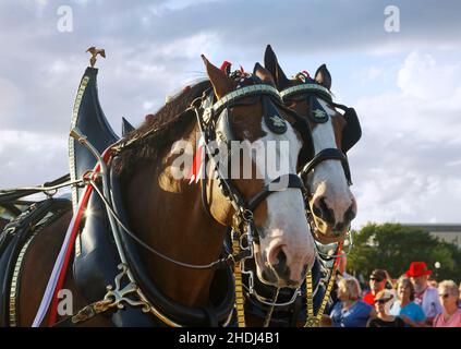 2 Clydesdales, primo piano, virata decorativa ornata, macinacaffè, grandi animali, Cavalli da tiro, colore baia, promozione birrificio Budweiser, Equus ferus caballus Foto Stock